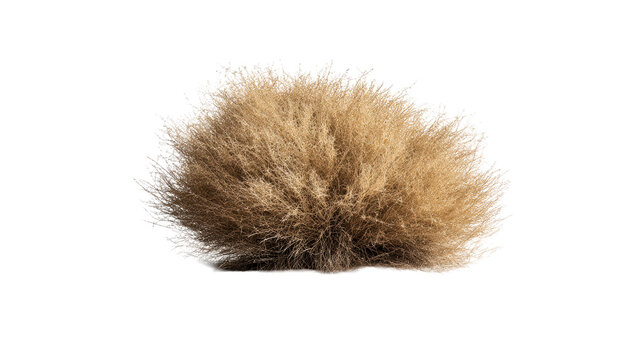 Large, dry tumbleweed bush resting on a sandy terrain, cut out transparent