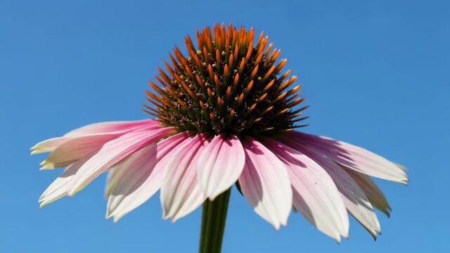 Closeup of a pink coneflower against a bright blue sky
