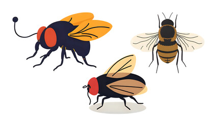 set of flies with transparent background