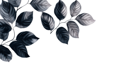 Dark Skeletonized Leaves Casting Shadows on a White Surface, cut out transparent