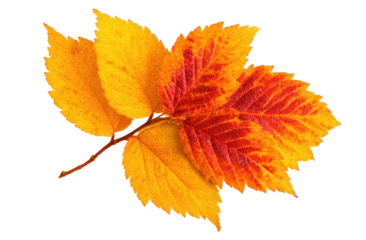 Close-up of three overlapping autumn leaves.  Vibrant orange-yellow and reddish-orange hues.  Distinct leaf venation patterns.  Isolated against a black background