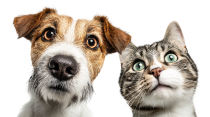 Curious dog and cat peeking over a white surface, cut out transparent