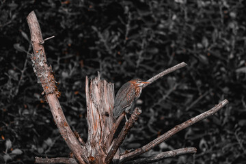 A vibrant green heron perches on a textured tree branch, its colorful plumage standing out against a soft, leafy background, highlighting its natural habitat, the picture on black and white and brown.