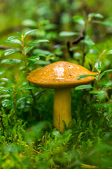 mushroom boletus. colorful macro photo of a mushroom. blurred background. close-up. screensaver.