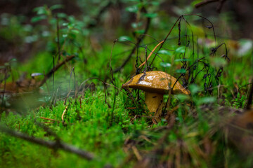 mushroom boletus. colorful macro photo of a mushroom. blurred background. close-up. screensaver.