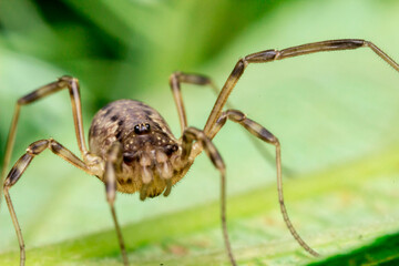 a spider with long legs on a blurred green background. a colorful detailed macro photograph of an...