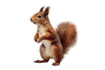 Fototapeta premium Red squirrel standing upright, looking alert. Fluffy tail, reddish-brown fur, small paws. Isolated on black background