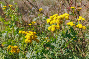 Tansy flowers with bright yellow blooms outdoors