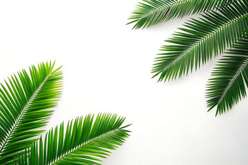 Green palm tree leaves on white background tropical nature foliage illustration