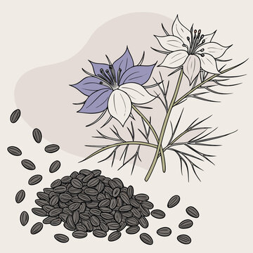 Nigella Sativa Flowers and Seeds Illustration black cumin kalonji