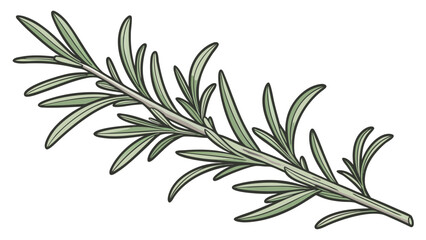Rosemary Herb Sprig Illustration herbs culinary herb