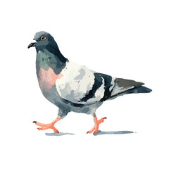 Watercolor Style Pigeon in Motion Walking Left