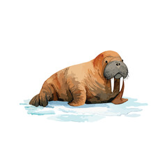 Watercolor Style Walrus Resting on an Ice Floe with Visible Tusks