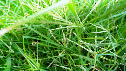Umbrella Sedge (Cyperus alternifolius) Thriving in Natural Habitat