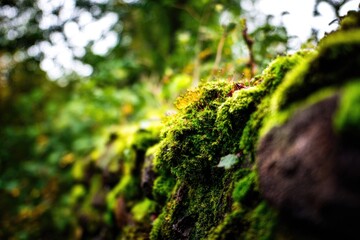 Lush green moss thrives on a dark stone surface, blurred background