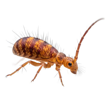Detailed closeup of a springtail isolated on transparent background, a tiny soil insect