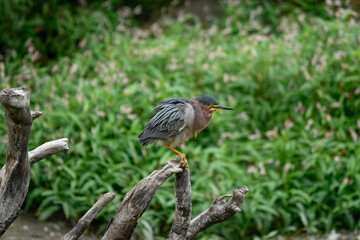 A striking green heron plumage perches on a withered tree stump, set against a vibrant, soft-focus green background.