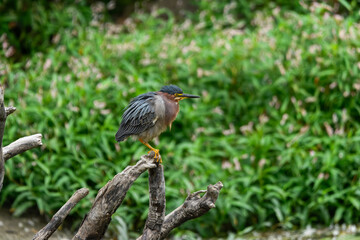 A striking green heron plumage perches on a withered tree stump, set against a vibrant, soft-focus green background.