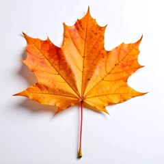 Obraz premium Autumn Leaf Isolated White Background