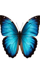Fototapeta premium Beautiful Blue Butterfly Image