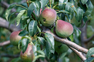Three apples are hanging from a tree