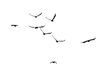 Flock of birds in flight isolated on white background