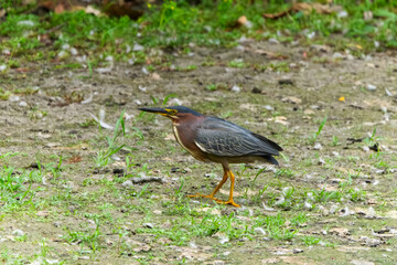 A colorful green heron stands alert on a patch of grassy, muddy ground, its iridescent plumage and keen yellow eye visible against the muted earth tones.