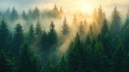 Misty Sunrise in a Coniferous Forest