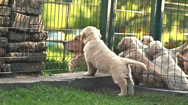 small dogs golden retriever puppies in a cage