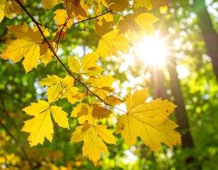 Obraz premium sunlight shining through the leaves of a tree in the forest