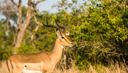 Fototapeta premium Impala in African Savannah