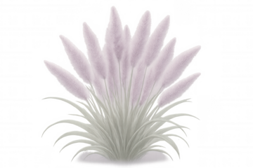 Soft pink pampas grass blowing gently, feathery green-leaved ornamental plant against clear isolated background