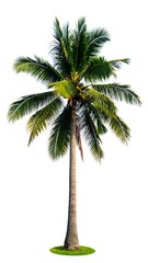 Coconut Palm Tree Isolated
