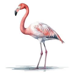 Elegant Flamingo in Profile with Pink Feathers and Curved Neck Posing Gracefully