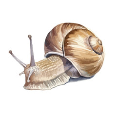 Detailed Watercolor Illustration of a Common Snail with Textured Shell