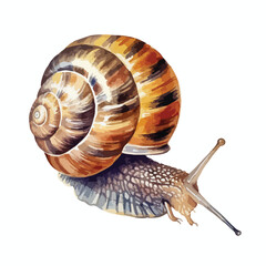 Detailed Watercolor Illustration of a Striking Snail with a Swirled Shell