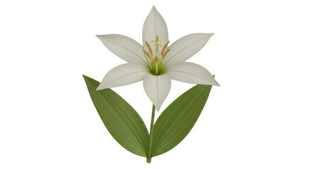 Isolated White lily flower