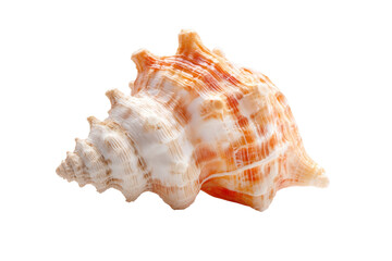 Obraz premium Orange Conch Seashell Isolated on Transparent Background