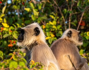 Obraz premium Indian Langurs in Trees