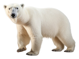PNG Polar bear walking wildlife animal mammal.
