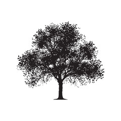 Fototapeta premium Cottonwood Vector (4).eps