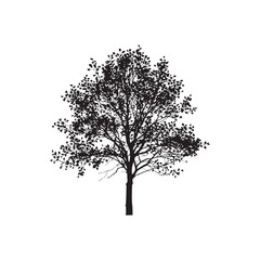 Obraz premium Cottonwood Vector (3).eps