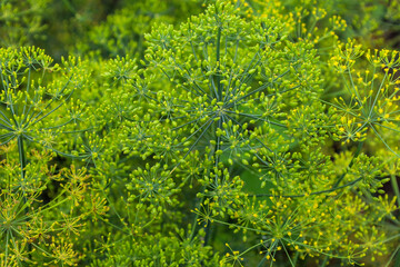A close-up shot of flowering dill, showing its green umbrella-shaped inflorescences with small yellow flowers. This image conveys the freshness of summer greenery and the natural beauty of culinary he