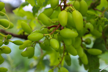 ​A close-up of a cluster of unripe green grapes hanging on their vines. This photograph conveys a sense of growth, freshness, and the anticipation of a future harvest on a summer day.