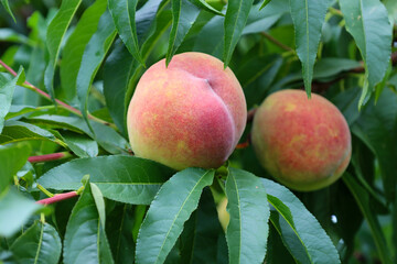 Juicy peaches beginning to ripen hang from a tree branch, surrounded by green leaves. This image conveys a sense of summer delight and the anticipation of a sweet harvest.