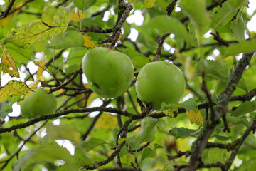 Unripe green apples hang from the branches of an apple tree, surrounded by leaves. This shot captures the atmosphere of a summer garden, anticipating the harvest and the feeling of freshness