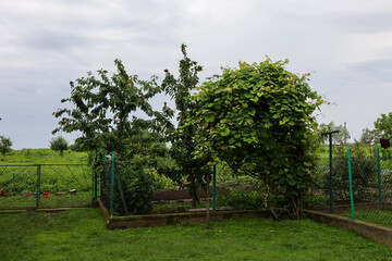 A village courtyard on a summer day, immersed in green. Fruit trees and bushes grow by a metal fence with endless green fields in the background.