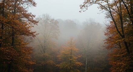 Obraz premium autumn in the forest