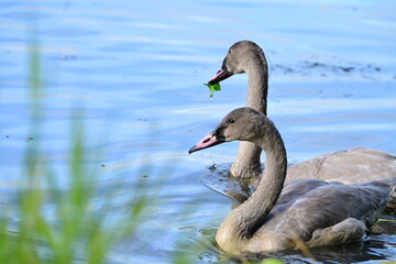 Two Cygnets in a Lagoon