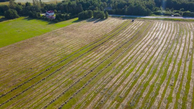 Aerial drone footage view of a tractor collecting freshly cut silage wheat crop hay on a sunny agriculture farm field so hay bales can be made. Collecting with a spinning devide or paddles behind it.